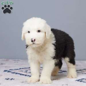Bruce, Old English Sheepdog Puppy